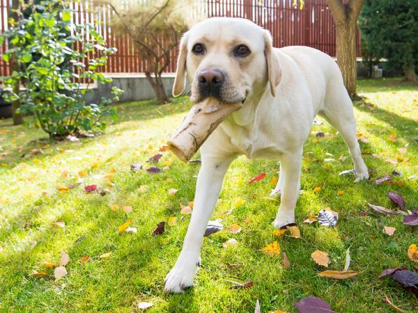 Pet Food Manufacturer Obtains Settlement in Slack Fill Cases