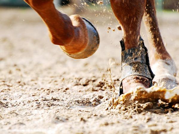 Thoroughbred Horse Racing Facility Continues to Grow