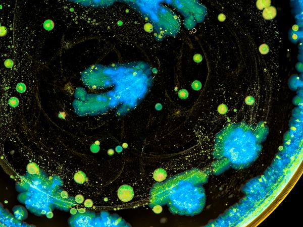 Case Study Hero Spero Therapeutics Mintz
