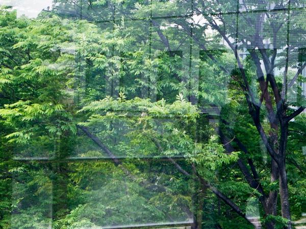 Business man and woman walk through glass hallway reflecting outside trees