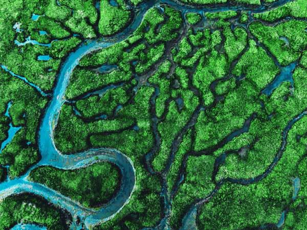 River flowing through a marsh