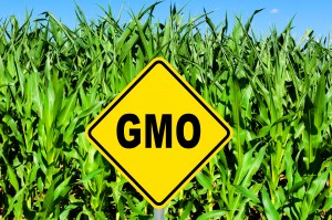 EU GMO laws