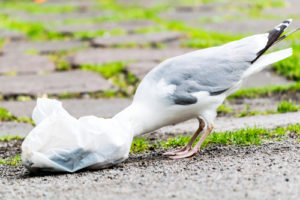 Plastic Bage Seagull