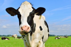 cow